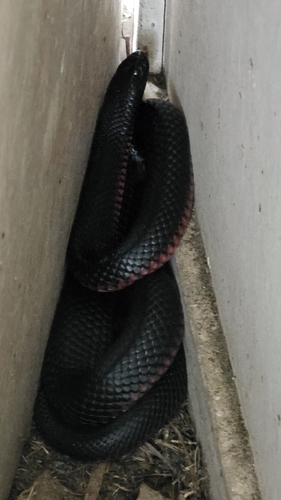 Red-bellied Black Snake sighting