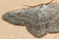 Scopula incanata