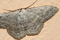 Scopula incanata