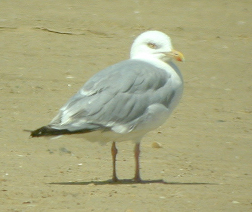 Mittelmeermöwe
