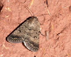 Lepidoptera