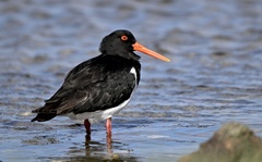 Chatham Oystercatcher photo 1