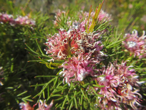Agulhas Spiderhead (Serruria bolusii)
