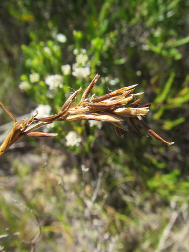 Cape Sedge (Carex capensis)