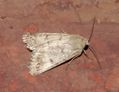 Lepidoptera