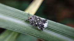 Elasmoscelis perforata