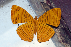 Chersonesia intermedia