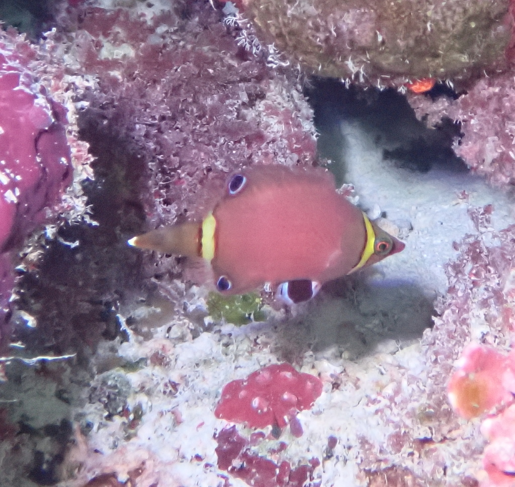 Blackspot Pygmy Wrasse