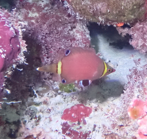Blackspot Pygmy Wrasse