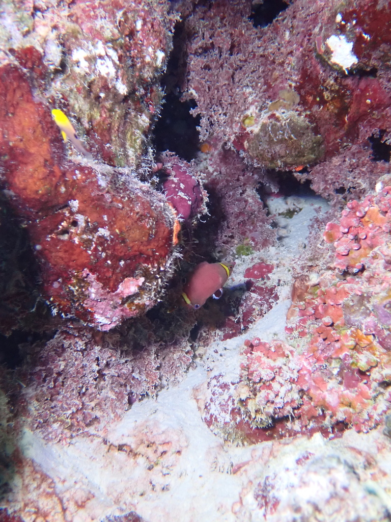 sharpnose wrasse