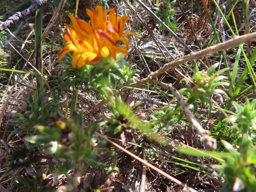 Cape Perdekaroo (Oedera capensis)