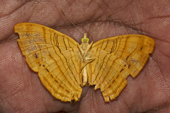 Chersonesia intermedia