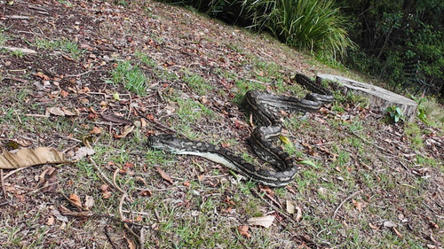 Coastal Carpet Python sighting