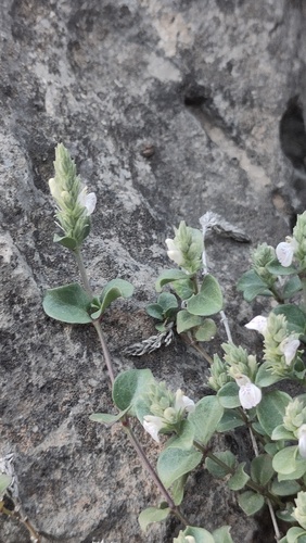 Rostellularia diffusa, 2025-10-07