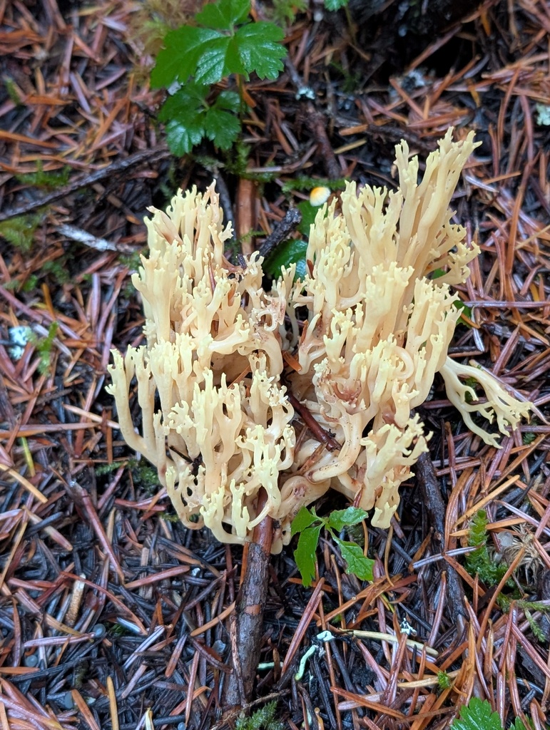Clavulina coralloides · October 2025 · photo: © frondsinhighplaces (iNaturalist, cc-by)