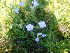 Linum hirsutum
