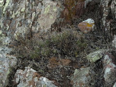 Echinofossulocactus lamellosus