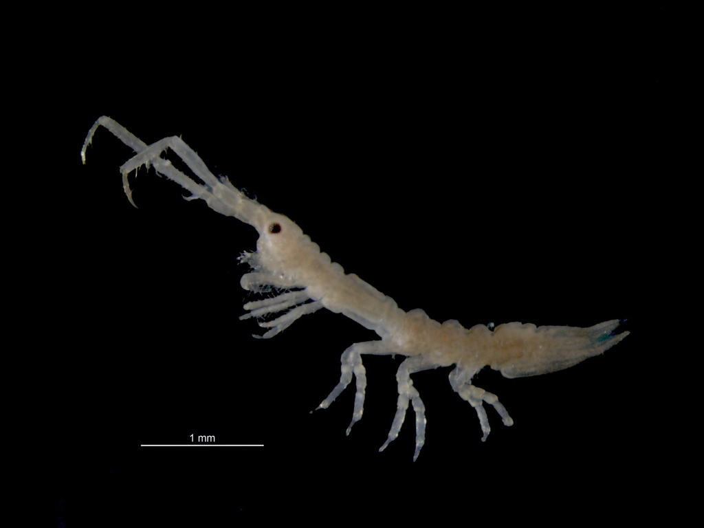 Astacilla dilatata