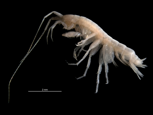 Eriopisa