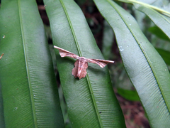 Phazaca kosemponicola