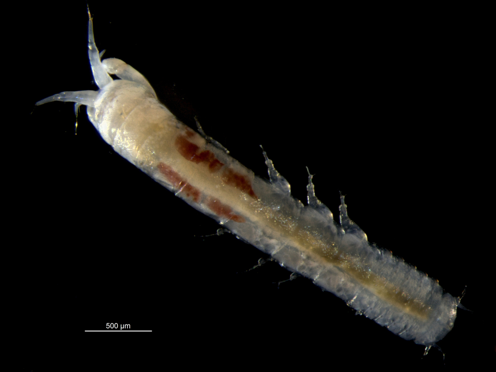 Typhlotanaidae