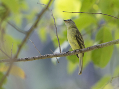 Myiopagis gaimardii