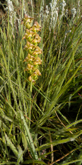 Disperis renibractea