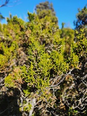 Pherosphaera hookeriana, photograph (c) Yoav Daniel Bar-Ness, some rights reserved (CC BY)