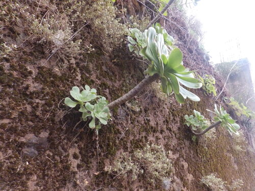 Aeonium undulatum