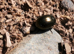 Coleoptera