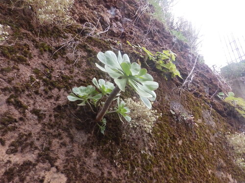 Aeonium undulatum