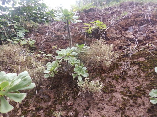 Aeonium undulatum