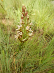 Disa