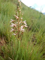 Disa