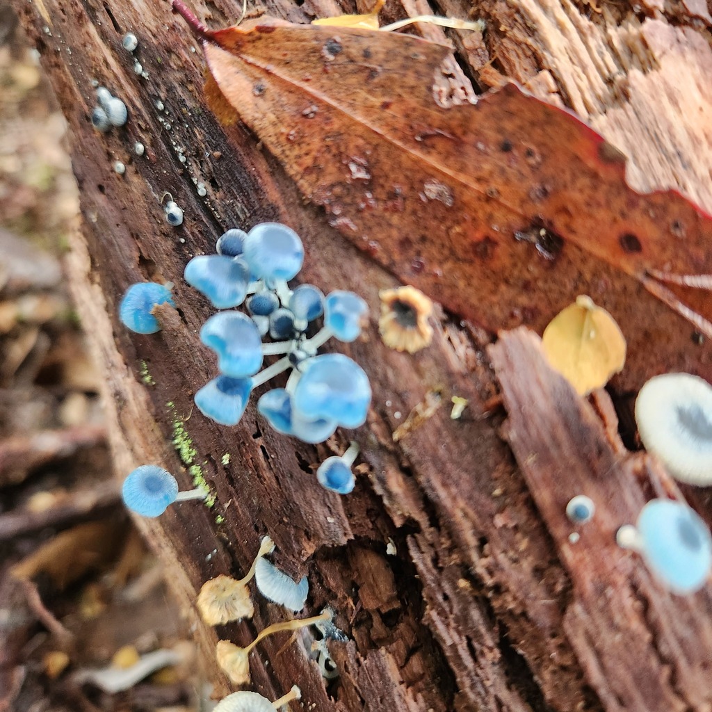 Mycena interrupta · April 2025 · photo: © yoavdanielbarness (iNaturalist, cc-by)