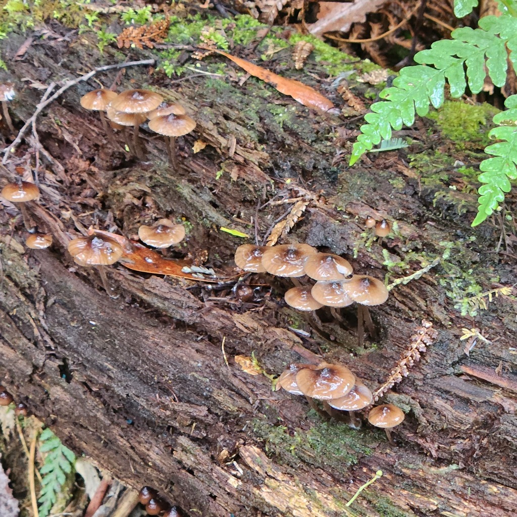 Mycena mulawaestris