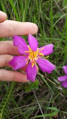 Lavoisiera