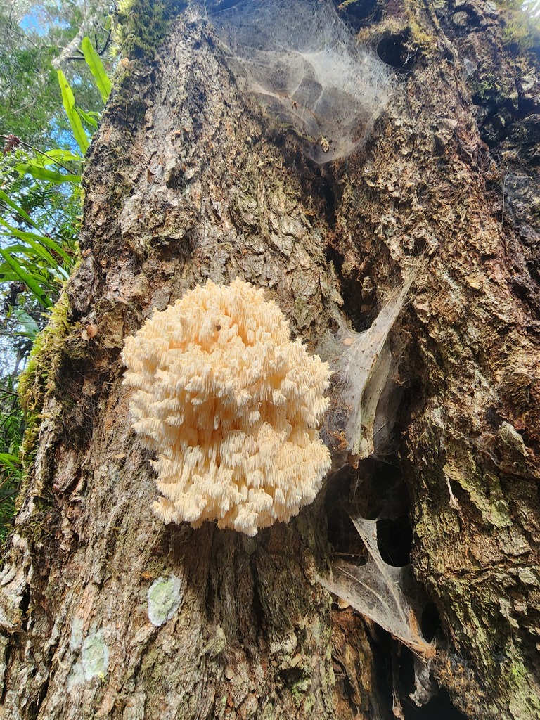 Hericium coralloides · June 2025 · photo: © yoavdanielbarness (iNaturalist, cc-by)