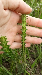 Lavoisiera