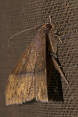 Ischyja