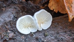 Crepidotus epibryus