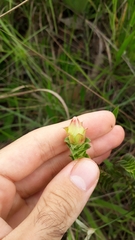 Lavoisiera