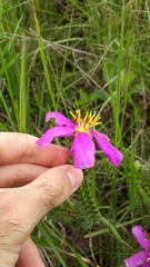 Lavoisiera