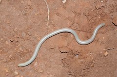 Afrotyphlops bibronii