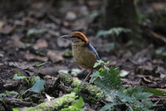 Hydrornis schneideri