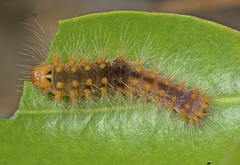 Barasa cymatistis