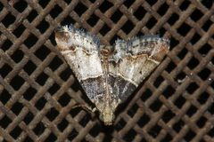 Pyralis pictalis