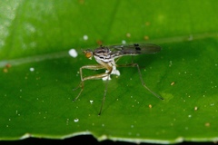 Chelipoda mirabilis