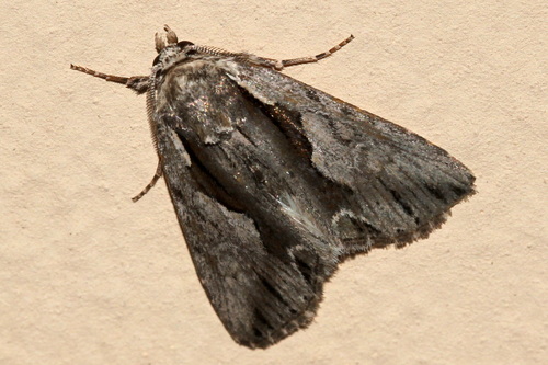 Calliergis ramosa Esper, 1786