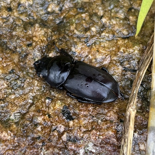 Dorcus rectus rectus